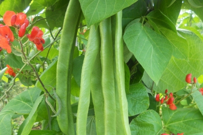 Picture of Runner Bean Benchmaster